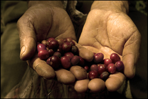 ospina_coffee_cherries.jpg